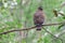 Brown Boobook Bird