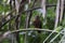 Brown boobook (Ninox scutulata javanensis) in Java island, Indonesia