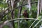 Brown boobook (Ninox scutulata javanensis) in Java island, Indonesia