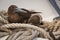 Brown booby bird trapped wing on white hemp ship rope