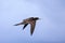Brown booby in flight, Carriacou Island, Grenada