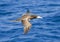 Brown booby gull flying in the Caribbean