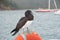 Brown Booby sitting on life buoy of boat