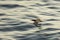 Brown Booby, Sula Leucogaster, flying over the ocean with motion