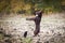 Brown Border collie is catching frisbee.