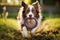 Brown border collie dog engaged in garden training exercises