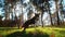 Brown Border Collie enjoying outdoor training on lush, green meadow