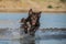 Brown border collie is jumping into the water.