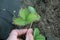 brown border on strawberry leaves can be sign of lack of calcium or excess of boron.