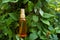 Brown bottle of essential cosmetic oil in green natural background