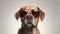 Brown boxer dog wearing sunglasses on white background