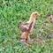 Brown Brahma chick on green grass.