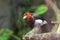 Brown-breasted barbet