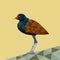 Brown bright polygon bird