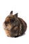 Brown brindle dwarf rabbit on white