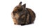 Brown brindle dwarf rabbit on white