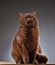 Brown british shorthair cat