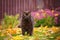 Brown british shorthair cat outdoors