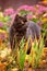Brown british shorthair cat outdoors