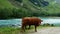 Brown and brown cows walking away from camera near a fast flowing blue river with white water rapids in a mountain valley.