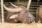 Brown buffalo in the corral eating dry grass. side picture.