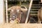 Brown buffalo in the corral eating grass,look happy.