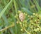 Brown bug beetle on a flower