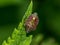 A brown bug sits on a green plant leaf. Garden insect pest.