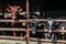 Brown bull and calves on a rural farm in a stall