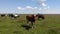 Brown bull in center herd of cows in pasture. Life in the village. Slow motion