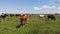 Brown bull in the center herd of cows in pasture. Slow motion, pan