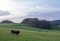 brown bull and cows with calves near forest in german sauerland