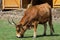 Brown bull eating grass.