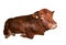 Brown bull lying isolated on a white background. Big brown funny bull close up. Farm animal