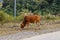 Brown bull stands on the side of the road