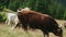 Brown bull walking on meadow in mountain.