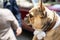 Brown bulldog sniffs in the hand of the groom during a wedding with a white band dress