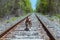 Brown bulldog standing on a track with the tongue out surrounded by beautiful green trees