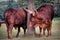 Brown bulls standing in a lush grassy field
