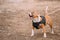 Brown Bullterrier Dog Portrait Outdoors