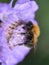 Brown bumblebee on purple scabiosa flower