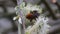 Brown bumblebee on willow earrings