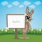Brown bunny behind sign on spring lawn landscape