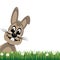 Brown bunny look side daisy meadow isolated