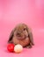 Brown bunny rabbit stay behind  easter eggs with pink background and copy space