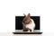 Brown bunny sitting on laptop