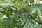 Brown Bur Oak Acorns on the tree