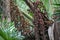 Brown Buriti fruit hanging from Mauritia flexuosa, known as the moriche palm, ité palm, ita, buriti, muriti, miriti, canangucho,