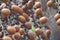 Brown Buriti fruit hanging from Mauritia flexuosa, known as the moriche palm, ité palm, ita, buriti, muriti, miriti, canangucho,