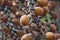 Brown Buriti fruit hanging from Mauritia flexuosa, known as the moriche palm, ité palm, ita, buriti, muriti, miriti, canangucho,